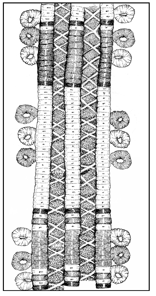 This drawing depicts colored cotton thread and sinew in an intricate pattern.