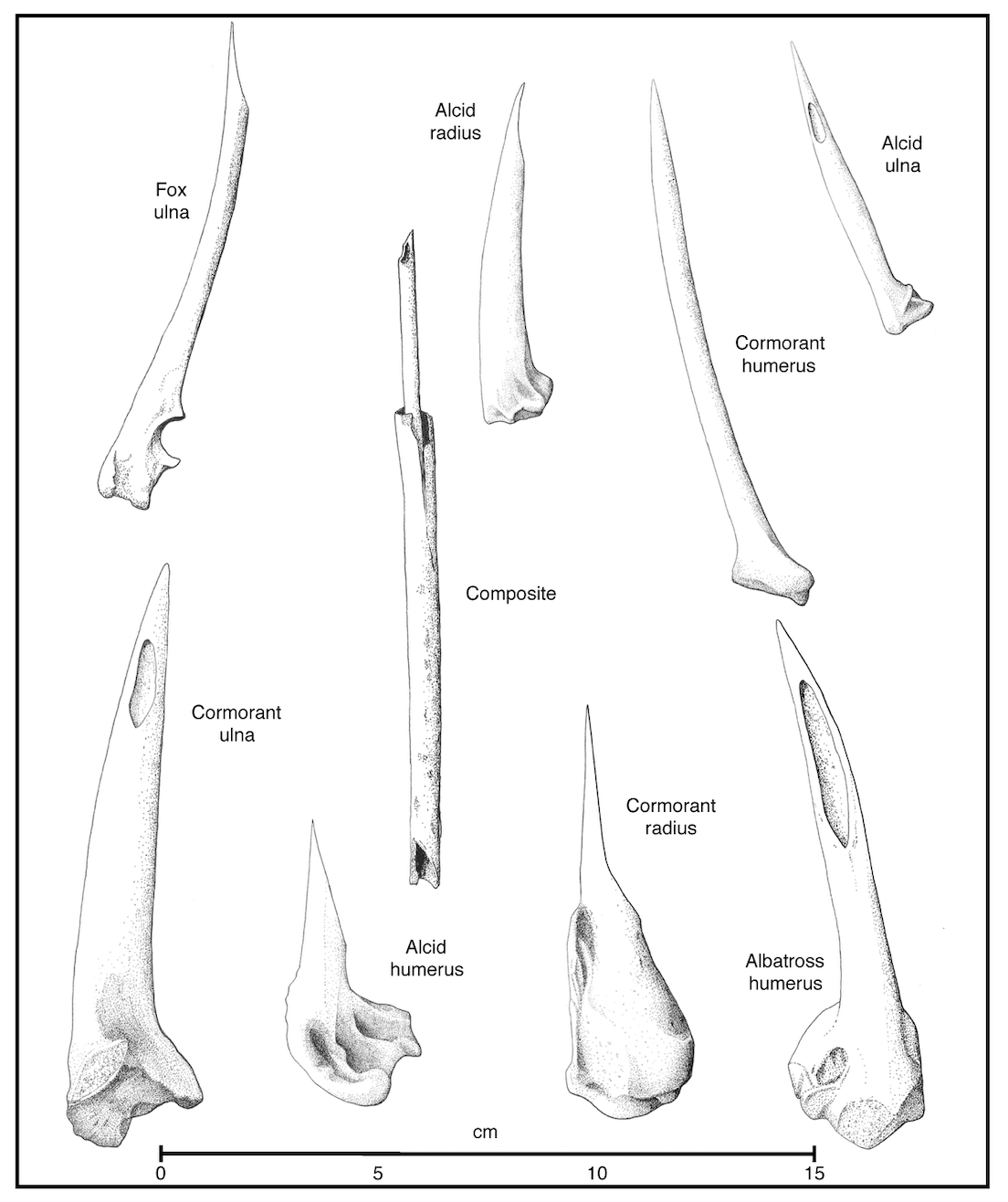 This drawing or image or illustration or depiction of the types of awlsmade from bird bones likelcids, cormorants, albatross and fox ulnasand radii